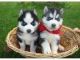 Siberian Husky Puppies for sale in Jersey City, NJ, USA. price: $380