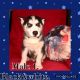 Siberian Husky Puppies for sale in Newton, MS 39345, USA. price: NA