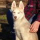 Siberian Husky Puppies for sale in Elkland, MO 65644, USA. price: $500