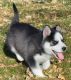Siberian Husky Puppies for sale in Louisville, KY, USA. price: $550