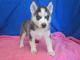 Siberian Husky Puppies for sale in Chesnee, SC 29323, USA. price: NA