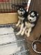Siberian Husky Puppies for sale in Fontana, CA, USA. price: $550