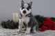 Siberian Husky Puppies for sale in Glendale, AZ, USA. price: $500