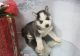 Siberian Husky Puppies for sale in Polvadera, NM 87828, USA. price: NA