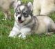 Siberian Husky Puppies for sale in Glendale, AZ, USA. price: $600