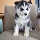 Siberian Husky Puppies for sale in Seattle, WA, USA. price: $400