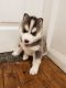 Siberian Husky Puppies for sale in Los Andes St, Lake Forest, CA 92630, USA. price: NA