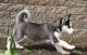 Siberian Husky Puppies for sale in Lawrenceville, GA, USA. price: $500