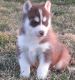 Siberian Husky Puppies for sale in Little Rock, AR, USA. price: NA