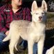 Siberian Husky Puppies for sale in Elkland, MO 65644, USA. price: $250