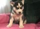 Siberian Husky Puppies for sale in Fresno, CA 93726, USA. price: NA