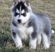Siberian Husky Puppies for sale in Newark, NJ 07107, USA. price: $400