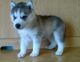 Siberian Husky Puppies for sale in Downey, CA 90241, USA. price: NA