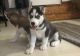 Siberian Husky Puppies for sale in Norwich, CT, USA. price: NA