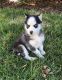 Siberian Husky Puppies for sale in Aztec, NM, USA. price: $500