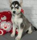 Siberian Husky Puppies for sale in Lexington, KY 40574, USA. price: NA