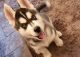 Siberian Husky Puppies for sale in Chicago, IL 60668, USA. price: NA