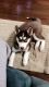 Siberian Husky Puppies for sale in Bellwood, IL, USA. price: NA