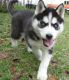 Siberian Husky Puppies for sale in Milwaukee, WI 53263, USA. price: NA