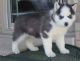 Siberian Husky Puppies for sale in Ashburnham, MA, USA. price: NA