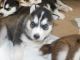 Siberian Husky Puppies for sale in Eagle, ID, USA. price: NA