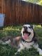Siberian Husky Puppies for sale in Riverside, CA, USA. price: $500