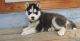 Siberian Husky Puppies for sale in Lincoln, NE, USA. price: NA