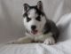 Siberian Husky Puppies for sale in Idaho Falls, ID 83402, USA. price: $500