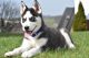 Siberian Husky Puppies for sale in West Hartford, CT, USA. price: $500