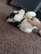Siberian Husky Puppies for sale in Blue Springs, MO, USA. price: NA