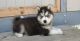 Siberian Husky Puppies for sale in Queen Creek, AZ, USA. price: NA