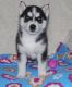 Siberian Husky Puppies for sale in Grand Rapids, MI, USA. price: NA