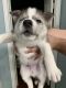 Siberian Husky Puppies for sale in Keller, TX 76244, USA. price: NA