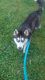 Siberian Husky Puppies for sale in Dryden, VA 24243, USA. price: NA