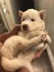 Siberian Husky Puppies for sale in Granbury, TX, USA. price: NA