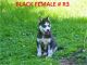 Siberian Husky Puppies for sale in Roaring River, NC 28669, USA. price: $600