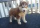 Siberian Husky Puppies for sale in Harpersville, AL, USA. price: $600