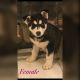 Siberian Husky Puppies for sale in Horizon City, TX 79928, USA. price: NA