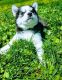 Siberian Husky Puppies for sale in King of Prussia, PA, USA. price: NA