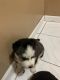 Siberian Husky Puppies for sale in Queens, NY, USA. price: NA