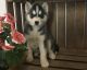 Siberian Husky Puppies for sale in Des Moines, IA, USA. price: NA