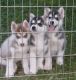 Siberian Husky Puppies for sale in Seattle, WA 98105, USA. price: $500