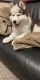 Siberian Husky Puppies for sale in Leawood, KS, USA. price: $1,800