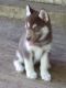 Siberian Husky Puppies for sale in Salem, OR, USA. price: $900