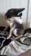 Siberian Husky Puppies for sale in Marysville, MI, USA. price: NA