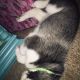 Siberian Husky Puppies for sale in Ashland, KY, USA. price: NA