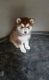 Siberian Husky Puppies for sale in Holladay, TN 38341, USA. price: $400