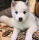 Siberian Husky Puppies for sale in White Lake, WI 54491, USA. price: NA