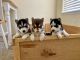 Siberian Husky Puppies for sale in Fernley, NV 89408, USA. price: $850