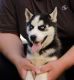 Siberian Husky Puppies for sale in Wasilla, AK 99654, USA. price: $500